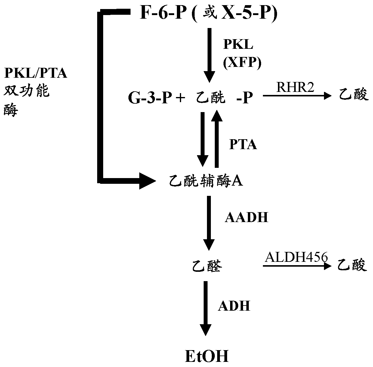 Bifunctional phosphoketolase-phosphotransacetylase fusion polypeptides