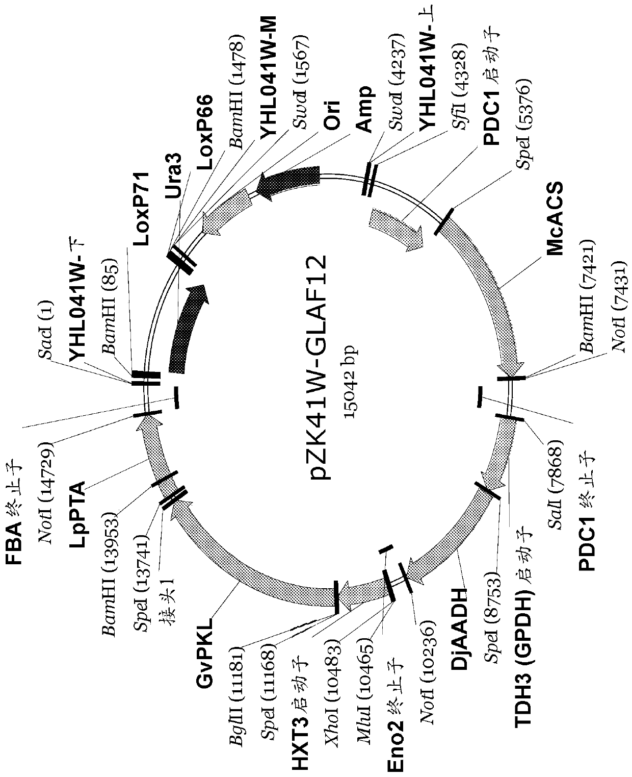 Bifunctional phosphoketolase-phosphotransacetylase fusion polypeptides