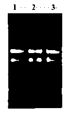 Anti-human tissue factor single-chain antibody and preparation method thereof