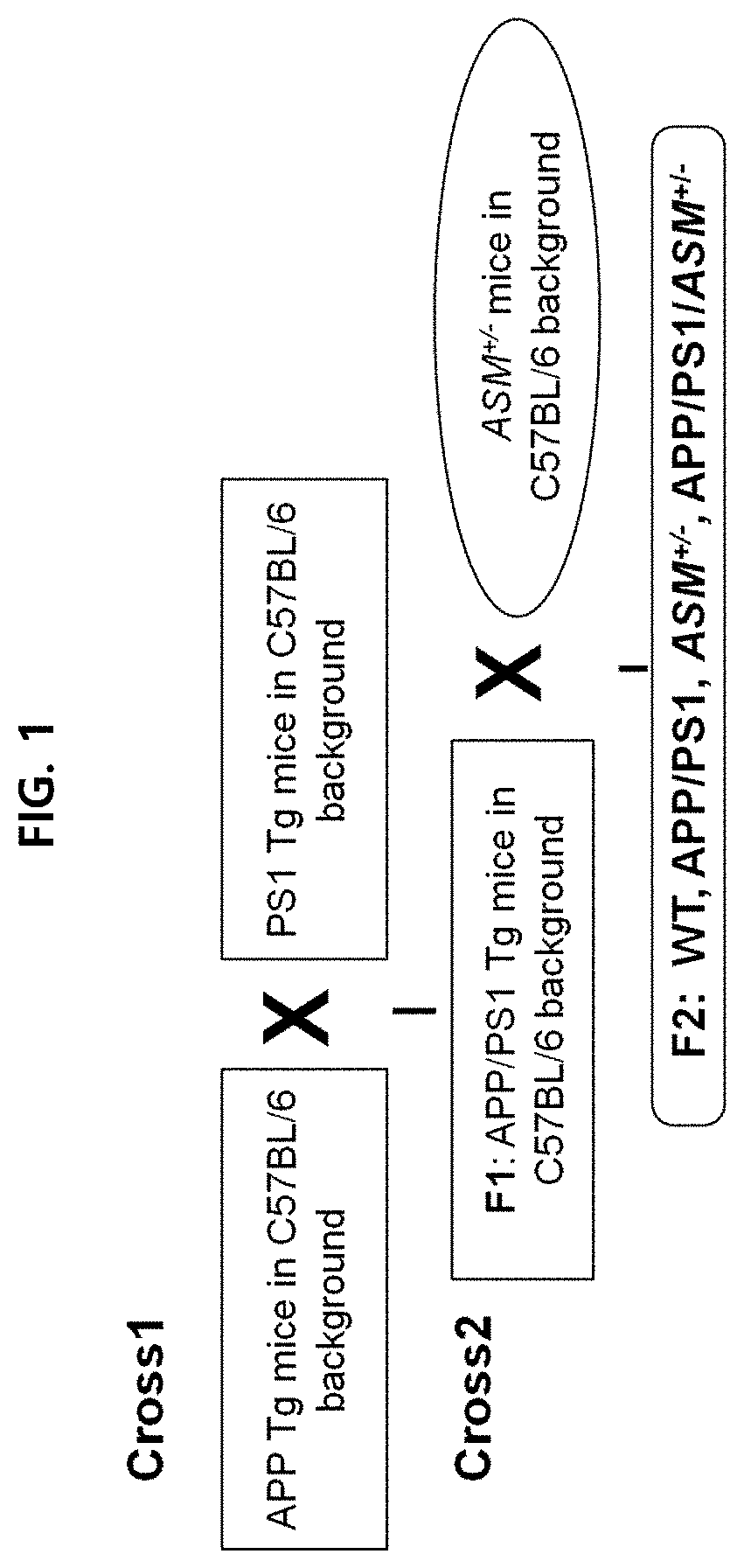 Method for treating a degenerative neurological disorders comprising administering asm inhibitor