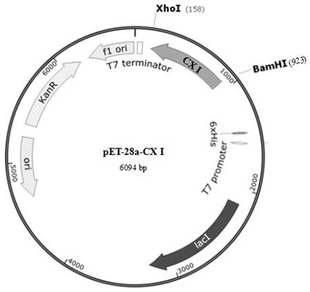 A carbonyl reductase resistant to high concentration of alcohol solution and its application