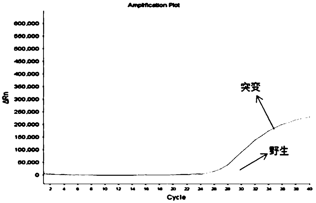 A kind of human mthfr and/or mtrr gene polymorphism detection kit