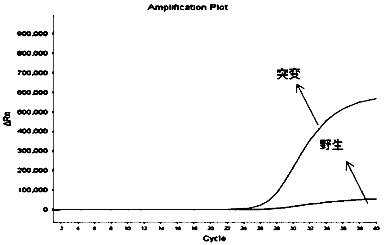 A kind of human mthfr and/or mtrr gene polymorphism detection kit