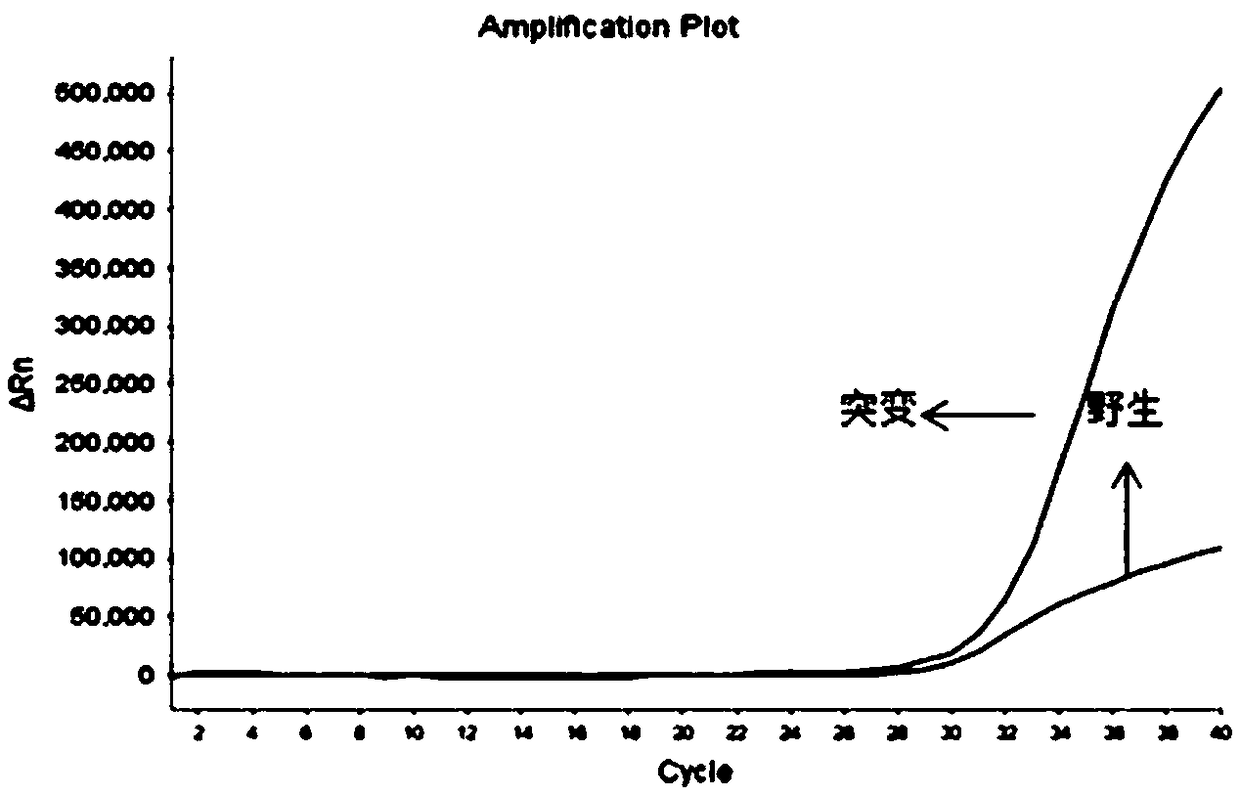 A kind of human mthfr and/or mtrr gene polymorphism detection kit