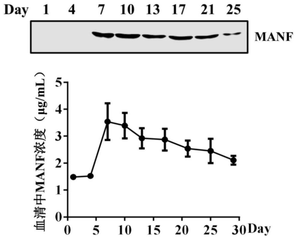 Fusion protein of midbrain astrocyte-derived neurotrophic factor for preventing and treating obesity