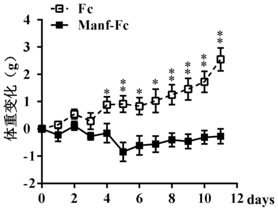 Fusion protein of midbrain astrocyte-derived neurotrophic factor for preventing and treating obesity