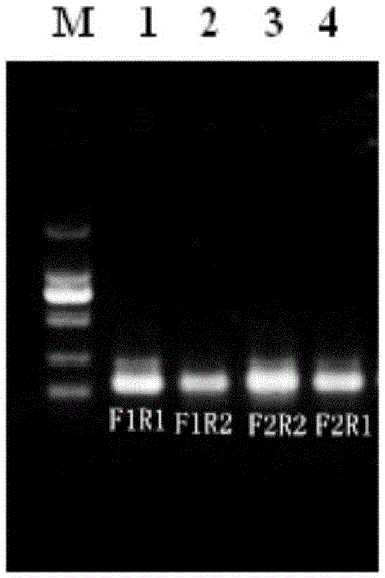 Double droplet type digital PCR absolute quantification detection kit for AIV H7N9 subtypes