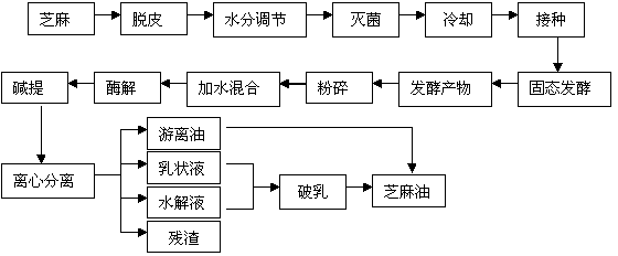 Method for preparing sesame oil by solid state fermentation aqueous enzymatic method