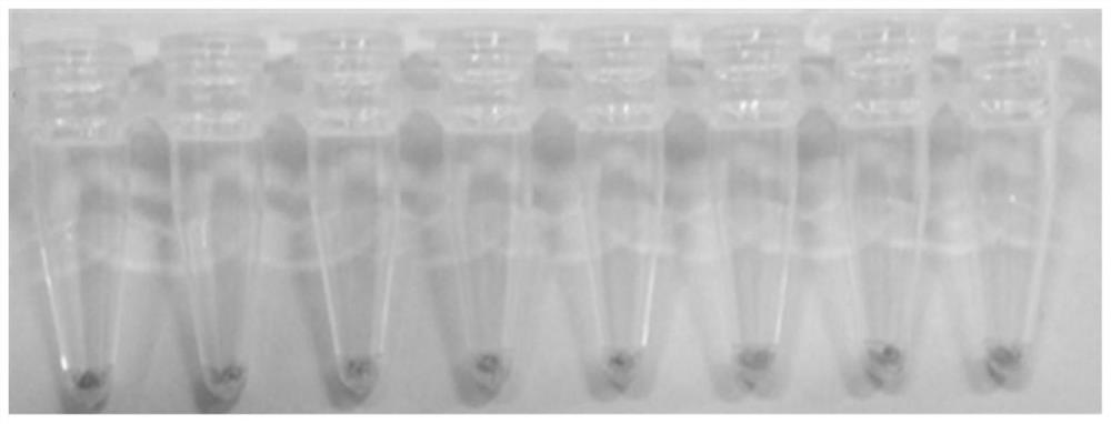 A kind of loop-mediated isothermal amplification reagent that can be transported at room temperature, its preparation method and application