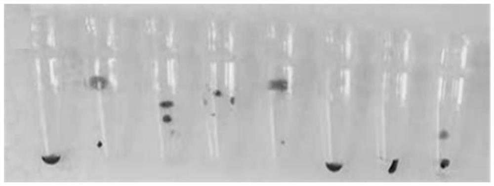 A kind of loop-mediated isothermal amplification reagent that can be transported at room temperature, its preparation method and application