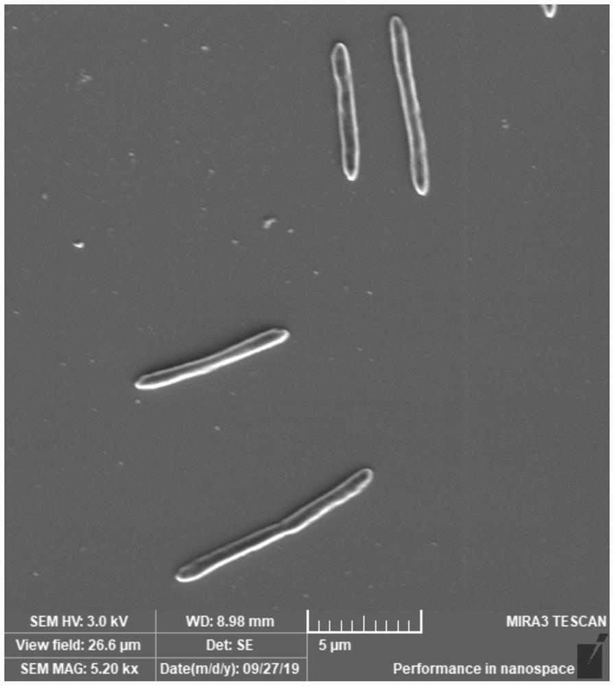 A manganese-oxidizing bacteria that can be used for manganese removal and its application