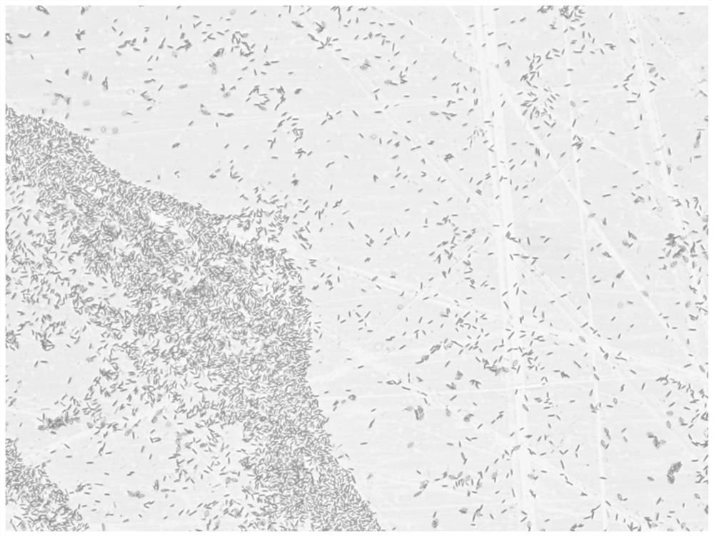 A manganese-oxidizing bacteria that can be used for manganese removal and its application