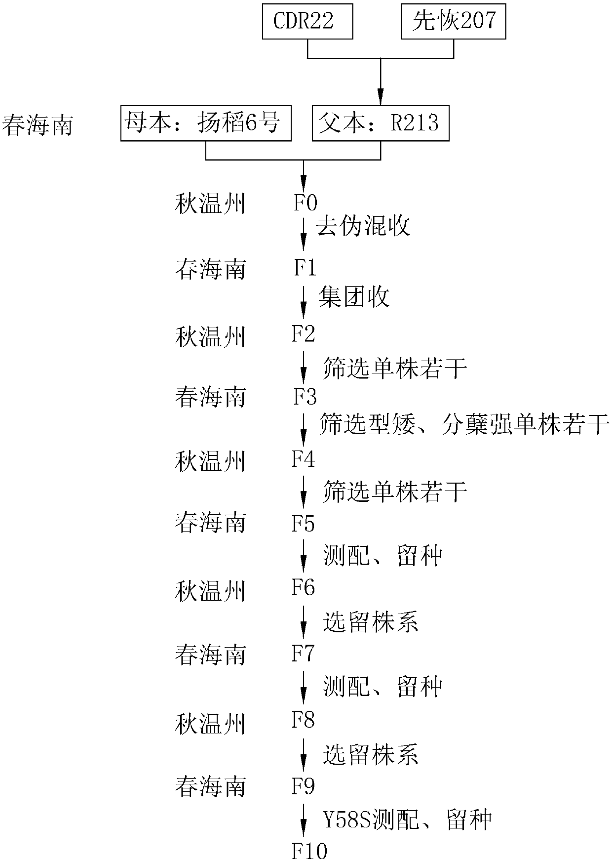 Method for producing hybrid seeds for hybrid middle-season combined paddy rice and method for breeding same