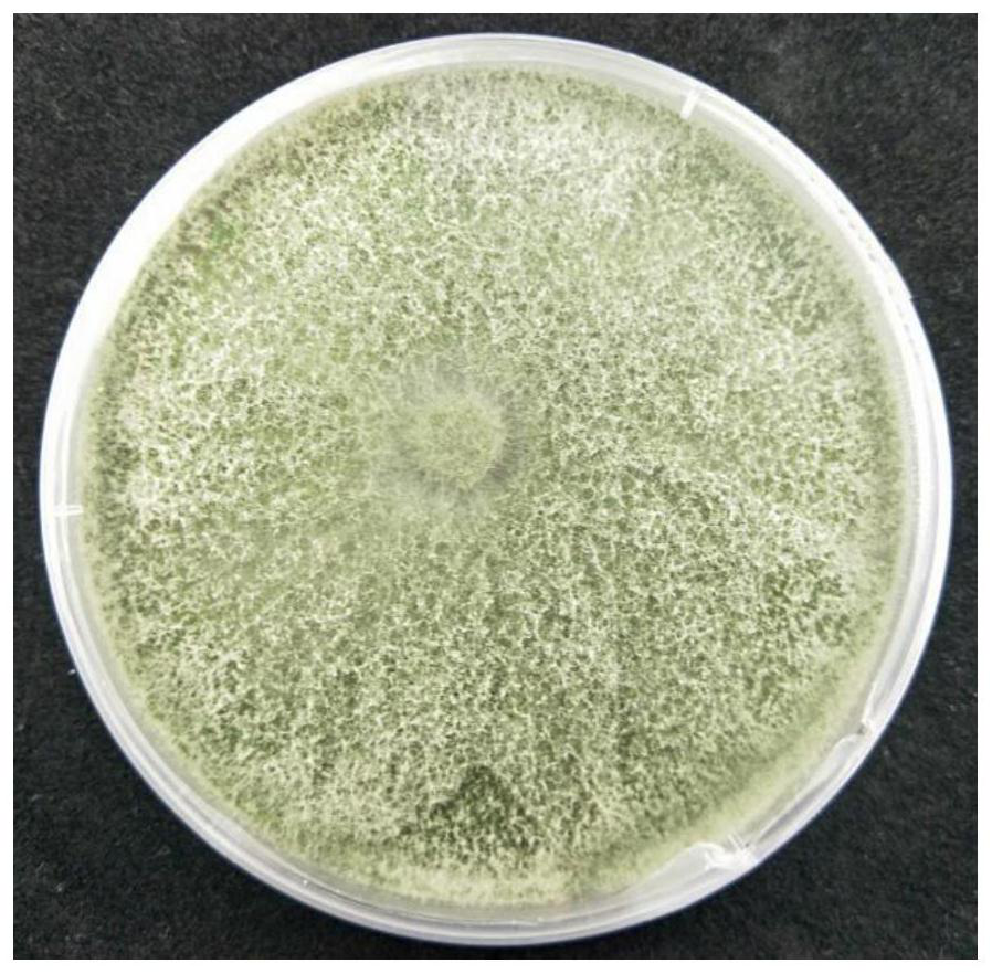 Trichoderma haworthia YW411, culture method, microbial inoculum and application of trichoderma haworthia YW411