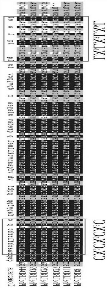 Moso bamboo leaf shape regulation gene PheLBD29 and application thereof