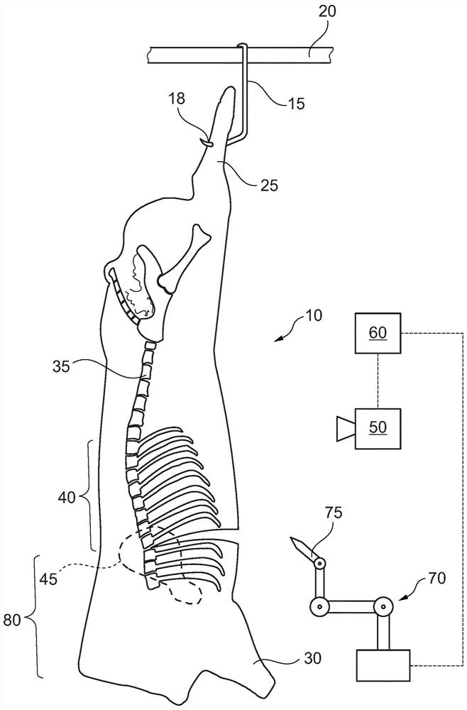 Cutting fore end from hanging half pig carcass