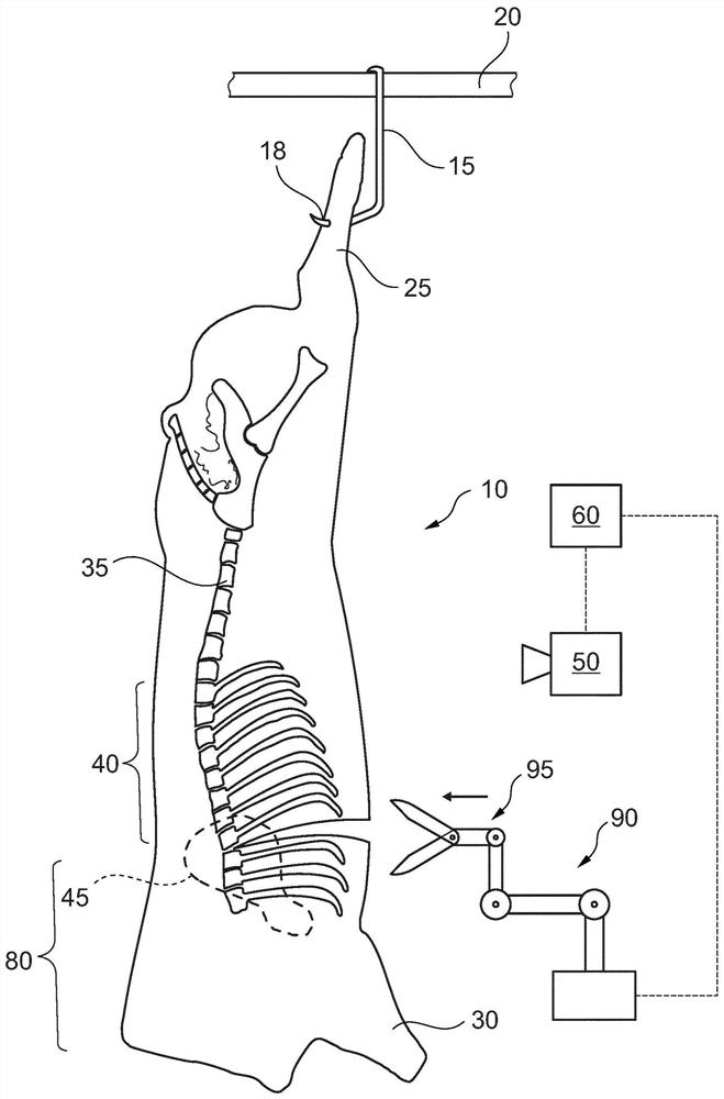 Cutting fore end from hanging half pig carcass