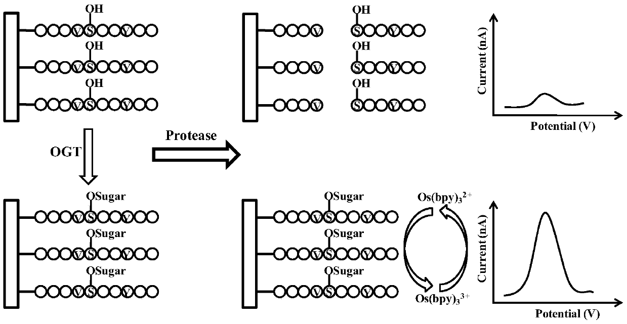 A kind of electrochemical sensing detection method of protein o-glcnac glycosyltransferase activity