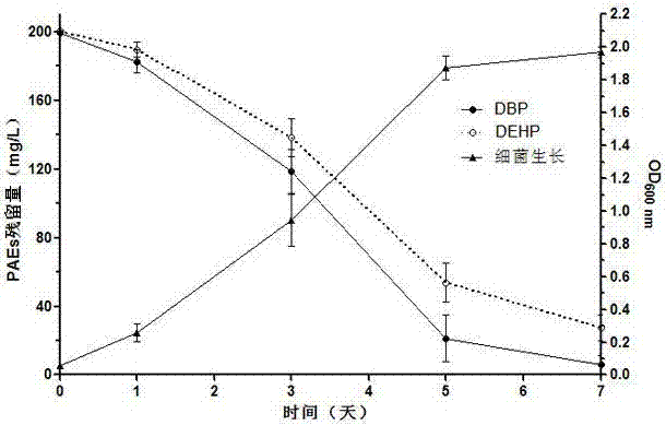 A strain of Agromyces sp. MT‑E that can simultaneously degrade multiple phthalates