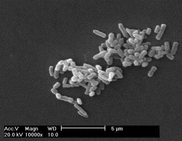 A strain of Agromyces sp. MT‑E that can simultaneously degrade multiple phthalates