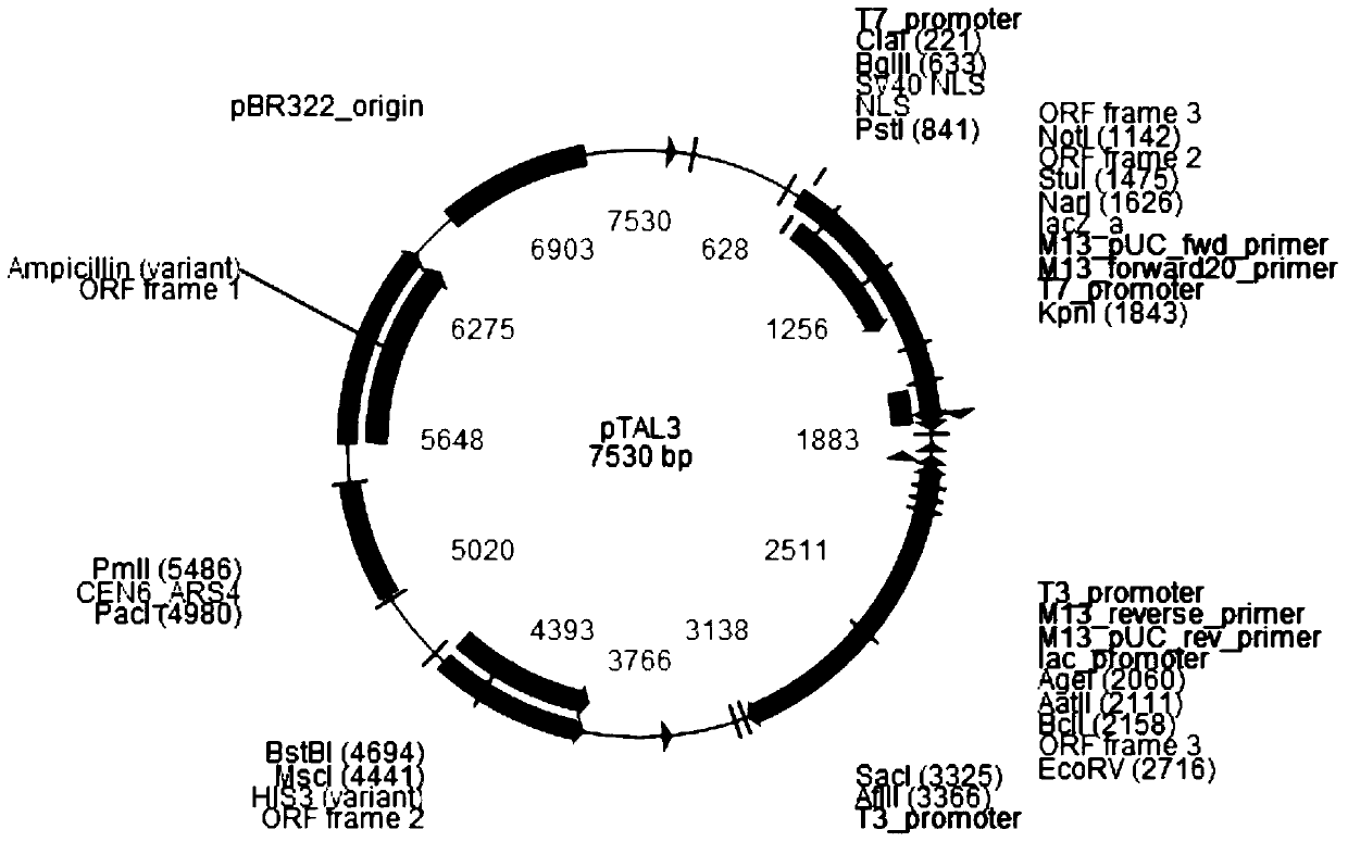 A pair of talens for efficient editing of rice waxy gene, its recognition of targeting sites and its application