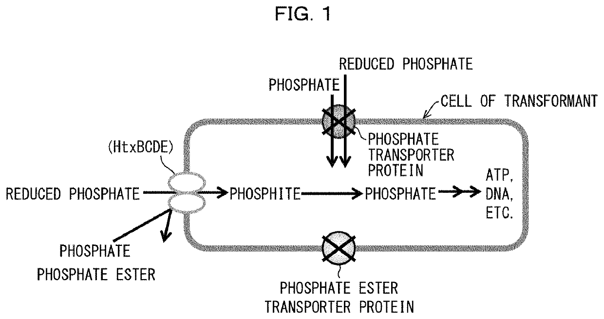 Transformant, method for producing transformant, and method for detecting presence or absence of reduced phosphorus compound using transformant