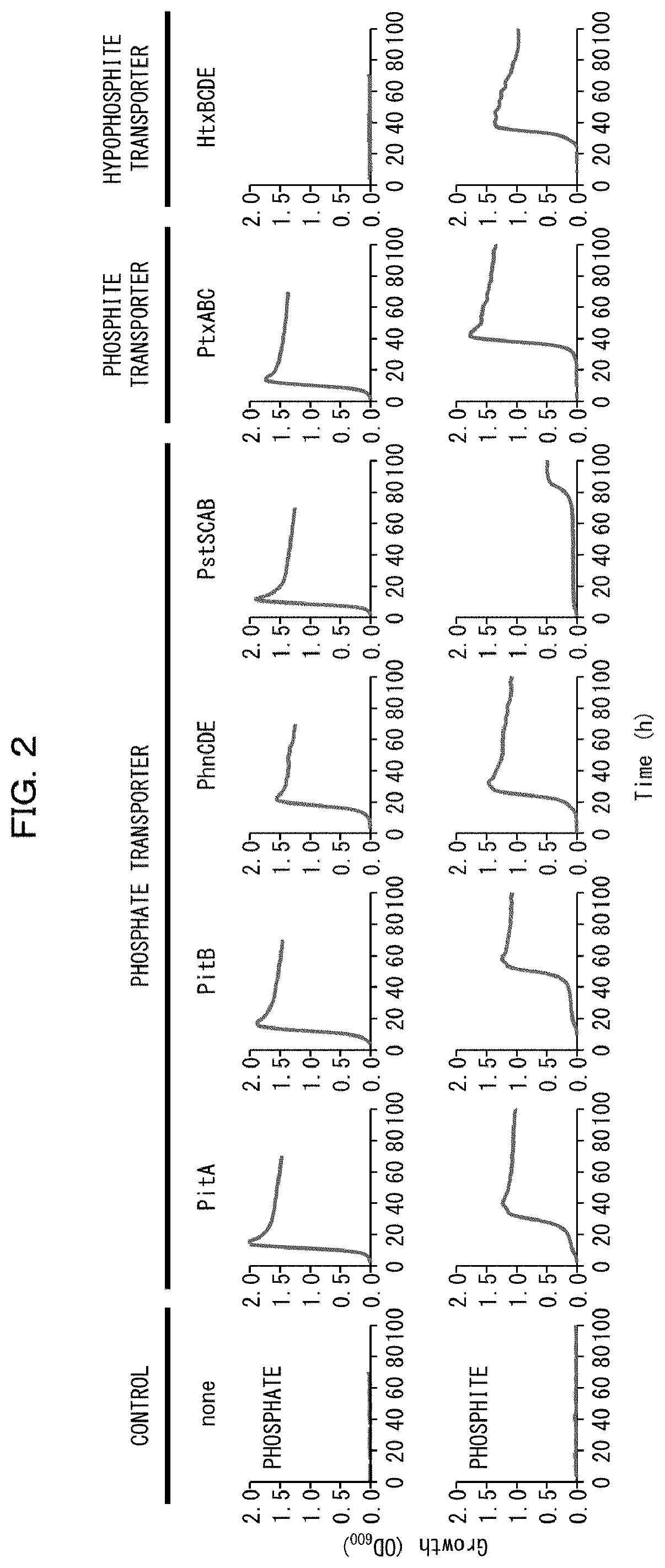 Transformant, method for producing transformant, and method for detecting presence or absence of reduced phosphorus compound using transformant