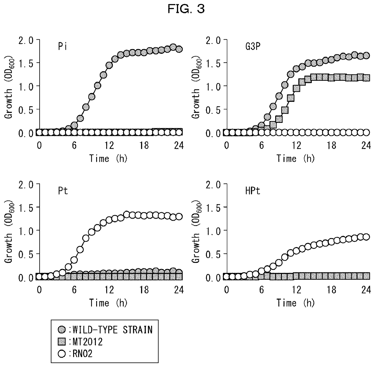 Transformant, method for producing transformant, and method for detecting presence or absence of reduced phosphorus compound using transformant