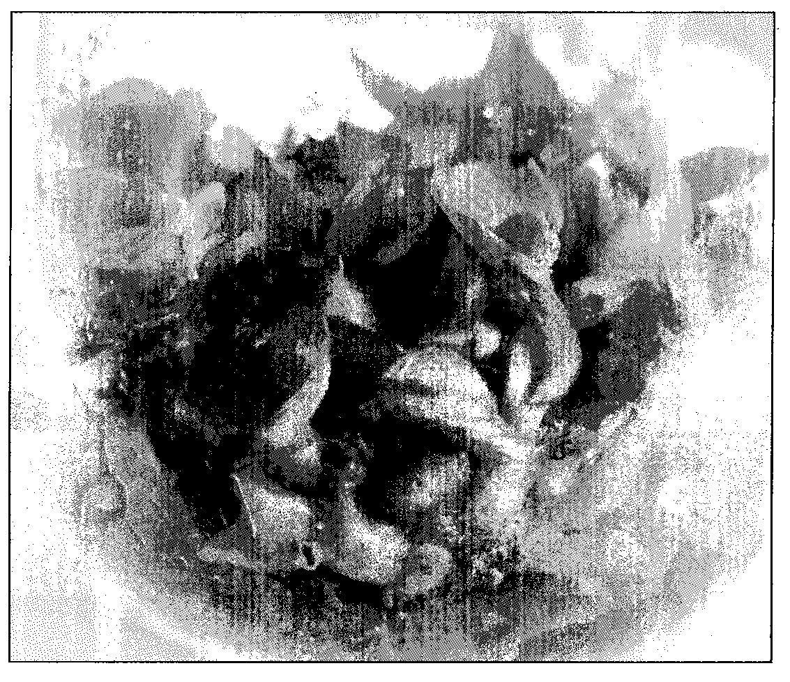 Method for improving reproduction coefficient of Phalaenopsis hybrid