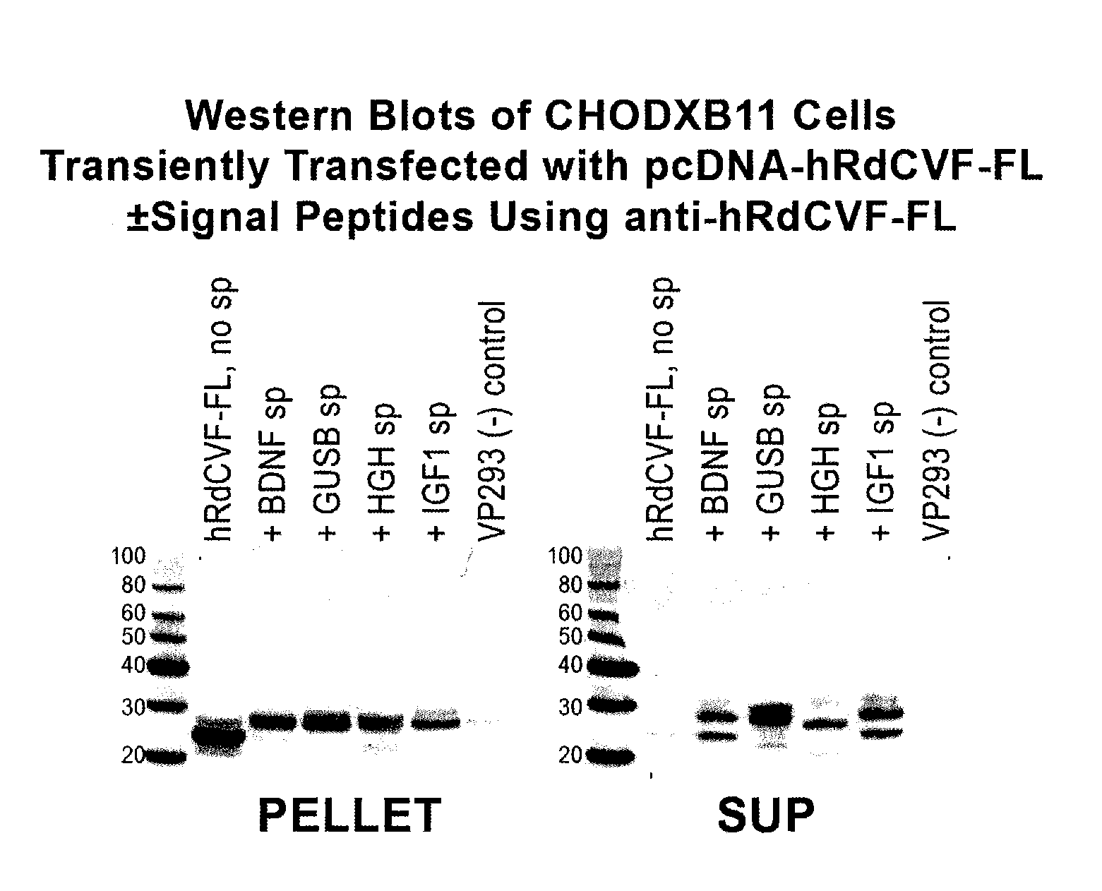 Methods to produce rod-derived cone viability factor (RDCVF)