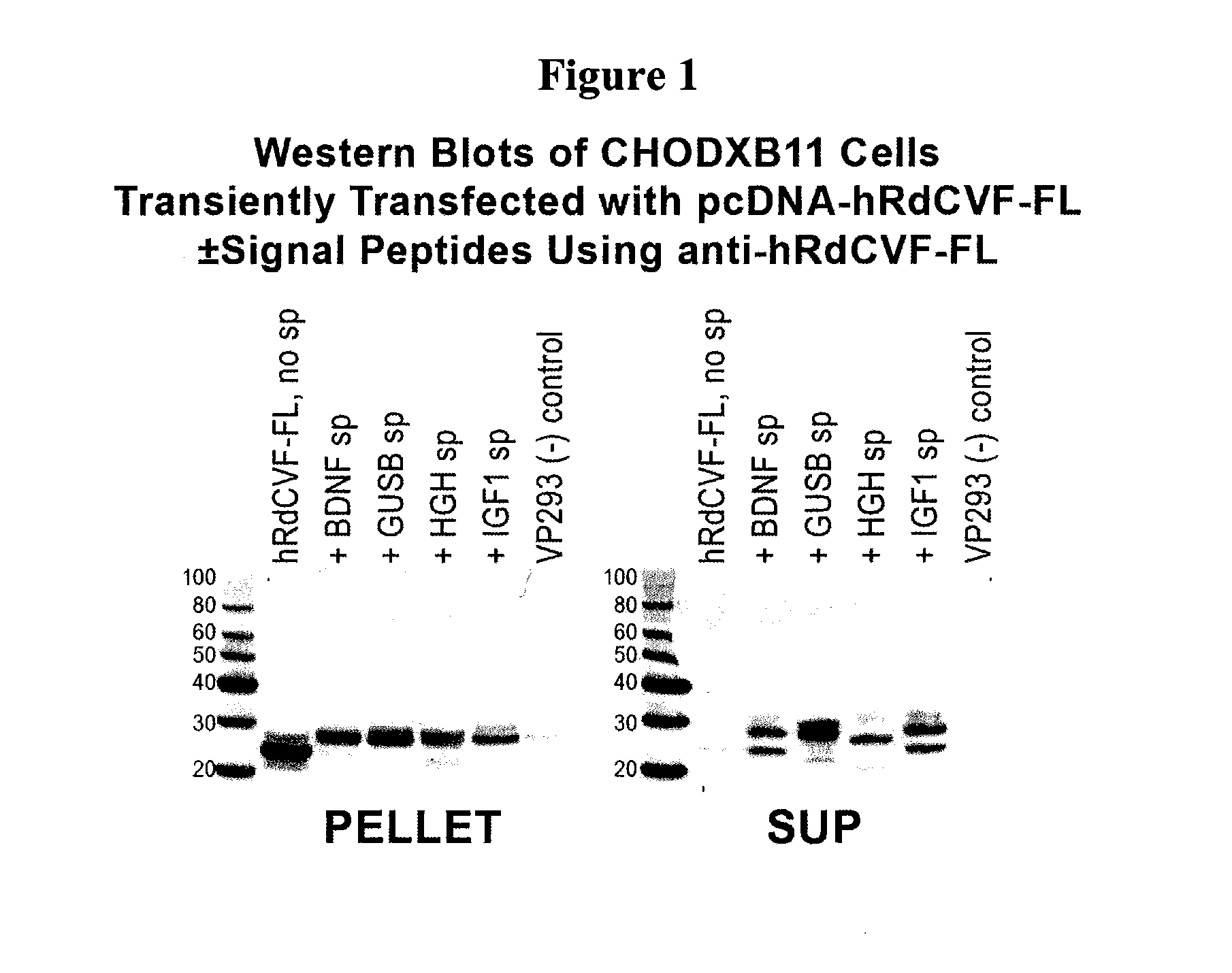 Methods to produce rod-derived cone viability factor (RDCVF)