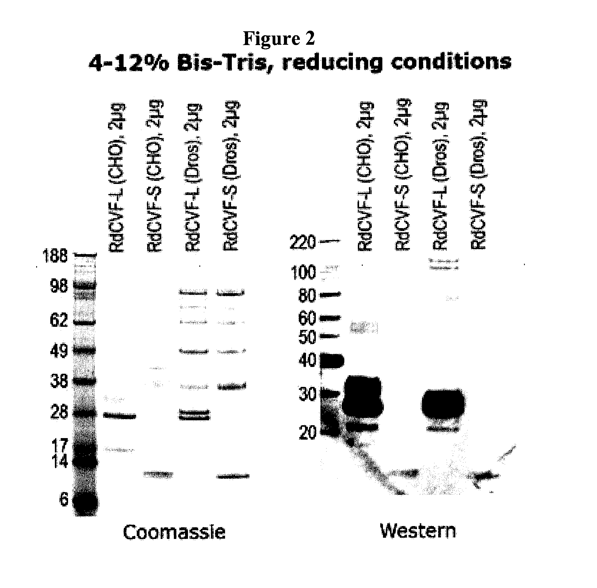 Methods to produce rod-derived cone viability factor (RDCVF)