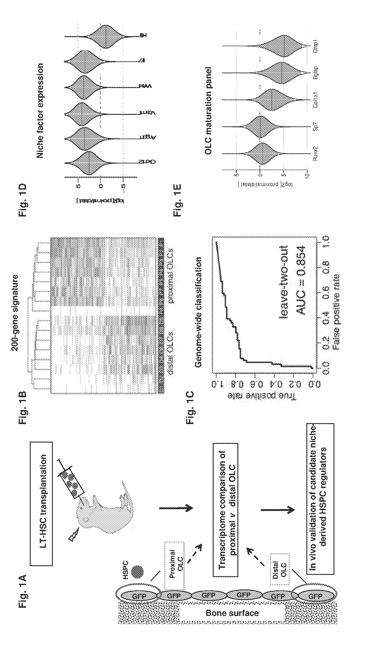 Embigin inhibition for promotion of hematopoietic stem and progenitor cell expansion