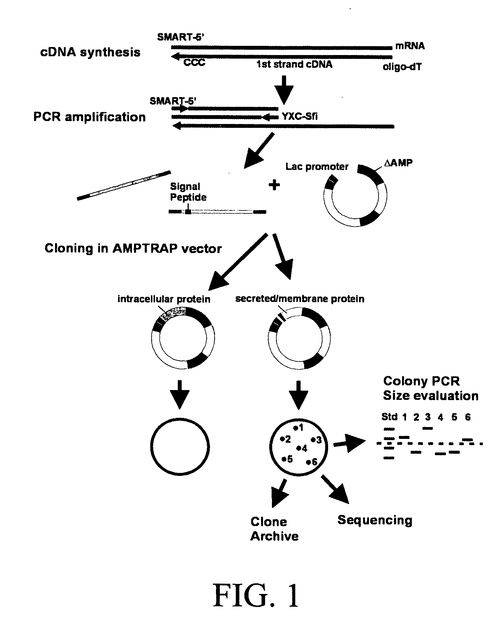 Vector system for selection of genes encoding secreted proteins and membrane-bound proteins