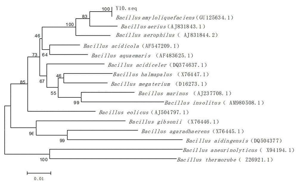 Bacillus amyloliquefaciens Y10 and application thereof