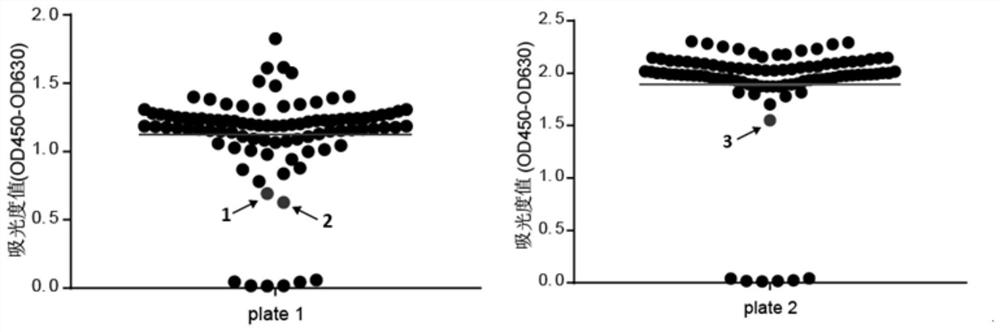 Application of adefovir dipivoxil in the preparation of antitumor drugs