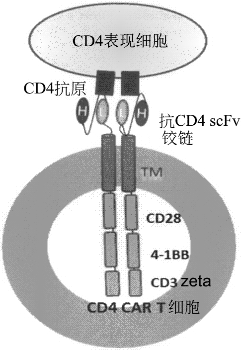 Chimeric antigen receptors (CAR) targeting hematologic malignancies, compositions and methods of use thereof