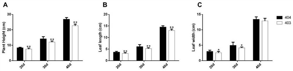 Tomato yellowing-to-green gene SlRHBDD2 and application thereof