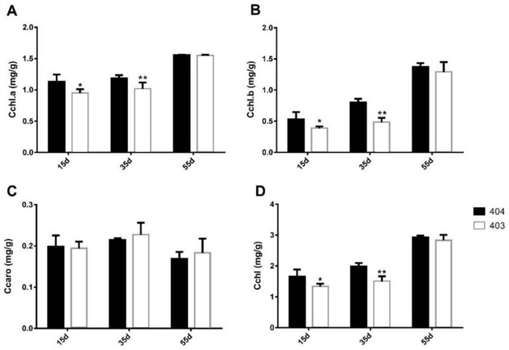 Tomato yellowing-to-green gene SlRHBDD2 and application thereof