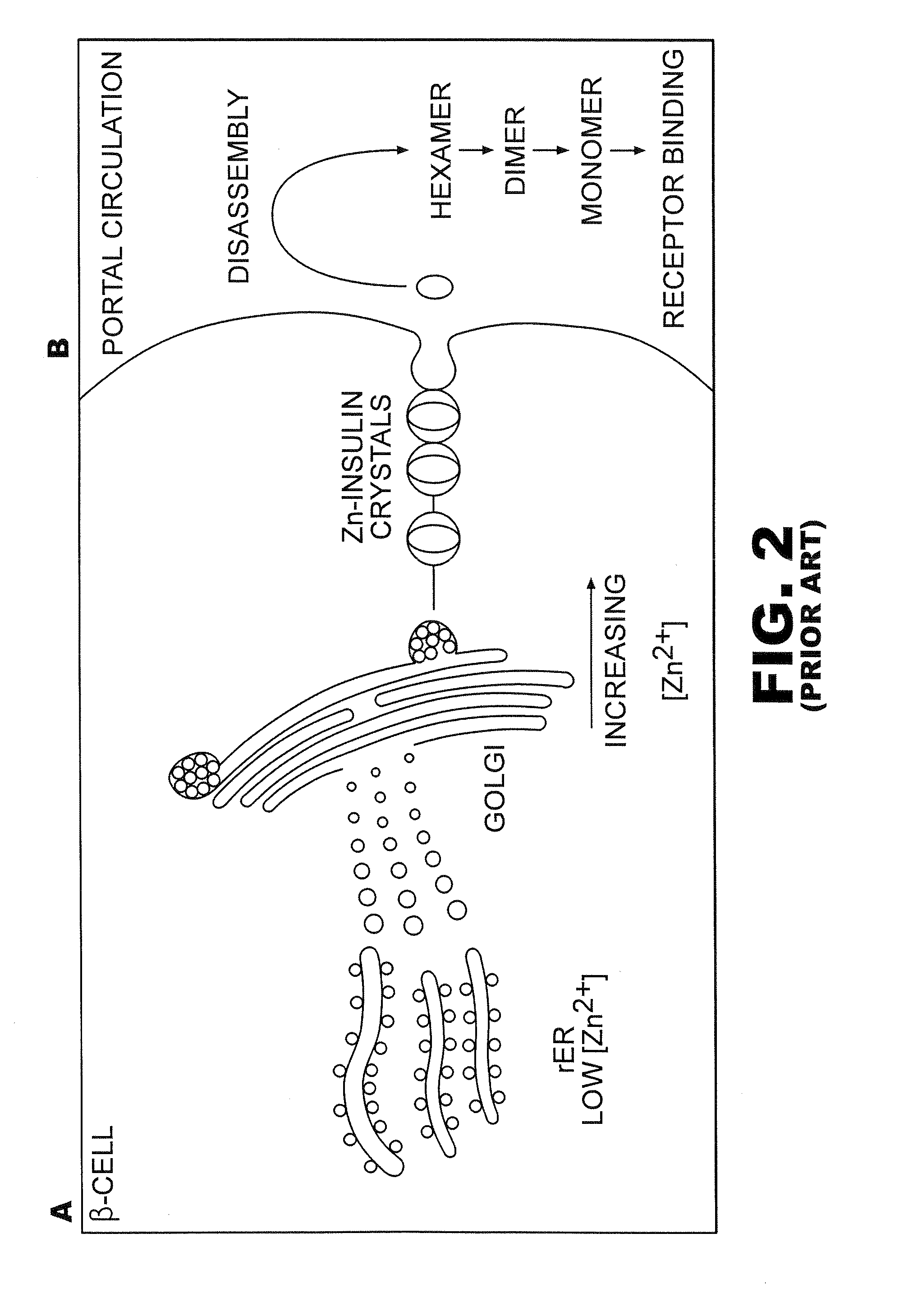 Fibrillation resistant proteins