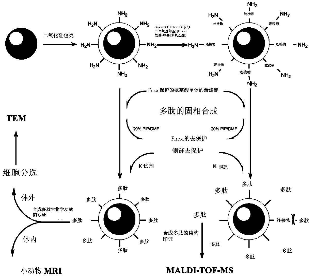 Method for taking super-paramagnetism nanometer particles as solid phase to perform peptide synthesis and synchronously construct polypeptide magnetic nanometer probe