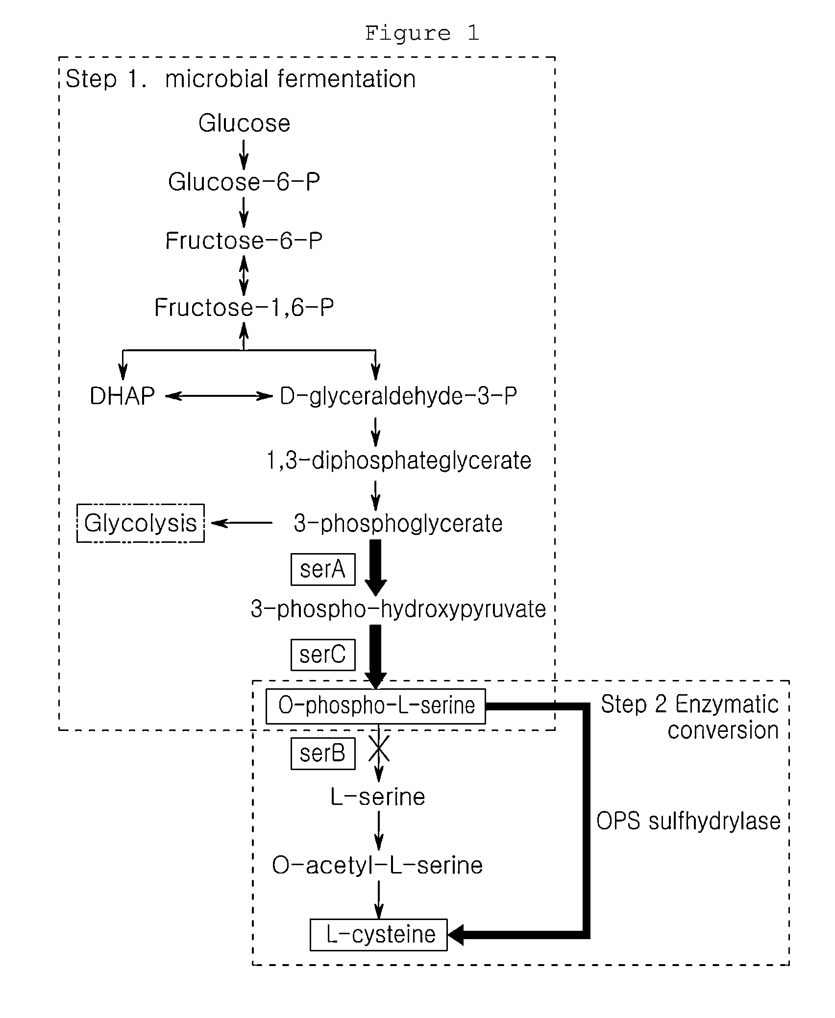 Microorganism producing O-phosphoserine and method of producing L-cysteine or derivatives thereof from O-phosphoserine using the same