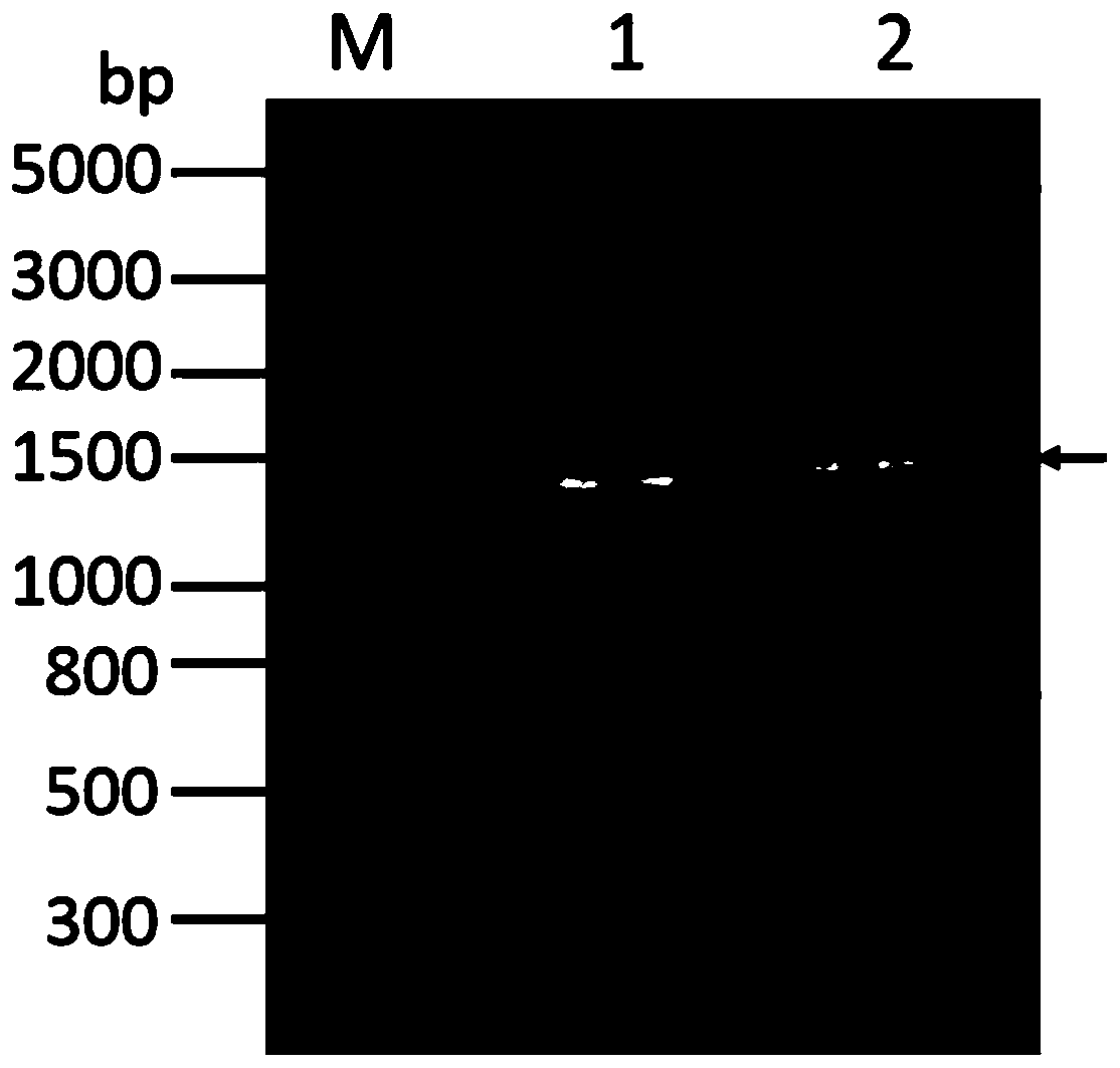 Camel-derived nano antibody capable of being specifically combined with carbonic anhydrase IX and application of camel-derived nano antibody