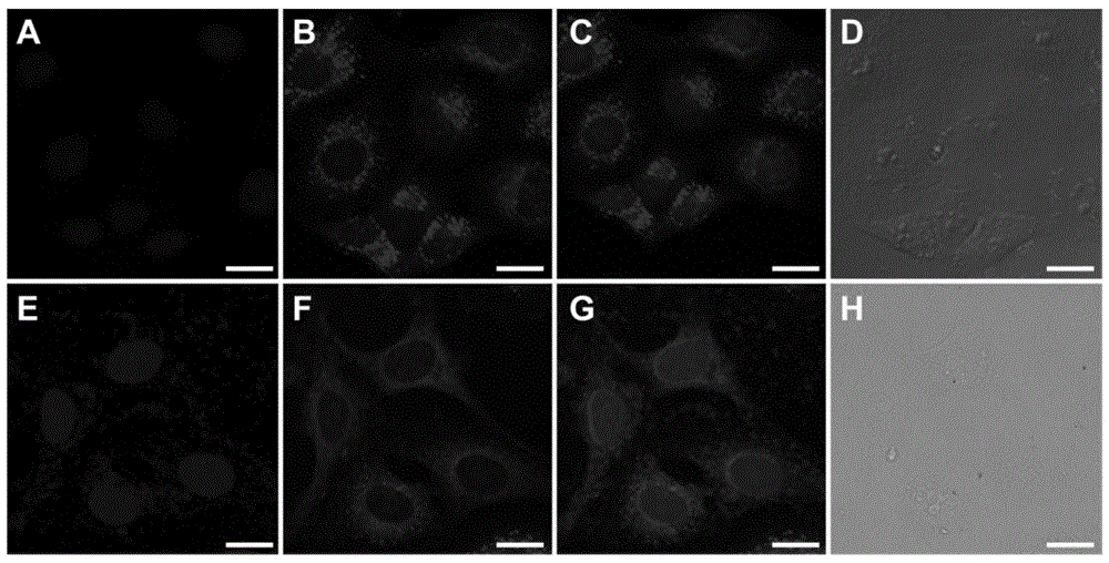 A kind of near-infrared fluorescent probe sensitive to environmental polarity and its synthesis method and application