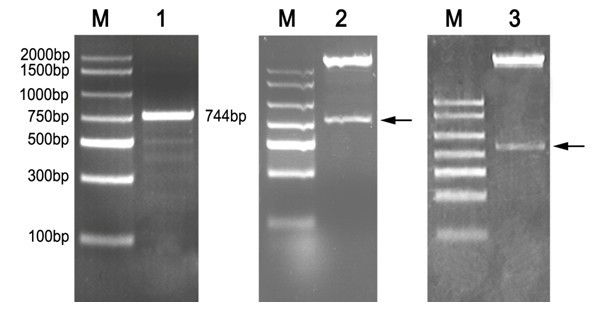 Chrysanthemum anti-retroelement DgZFP1, plant expression vector thereof, construction method thereof and application thereof