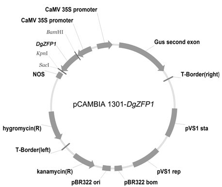 Chrysanthemum anti-retroelement DgZFP1, plant expression vector thereof, construction method thereof and application thereof