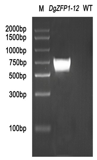 Chrysanthemum anti-retroelement DgZFP1, plant expression vector thereof, construction method thereof and application thereof