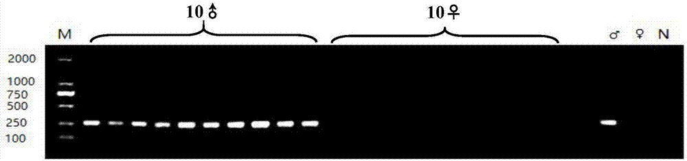 Molecular marker for identifying genetic gender of nibea albiflora and application thereof