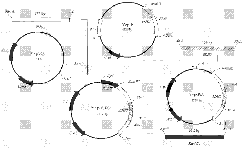 High yield tetramethylpyrazine saccharomyces cerevisiae and construction method thereof