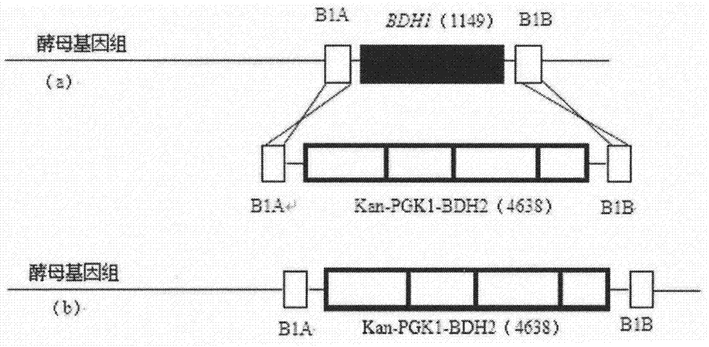 High yield tetramethylpyrazine saccharomyces cerevisiae and construction method thereof